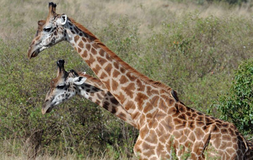 8 Days Safari Amboseli – Lake Nakuru – Bogoria – Masai Mara