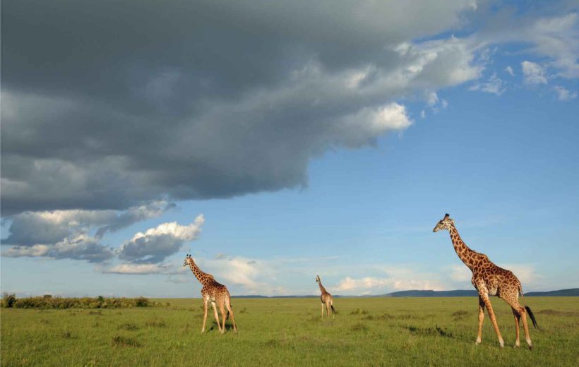 5-Day Safari Adventure Overview: Arusha - Tarangire - Ngorongoro - Serengeti - Lake Manyara