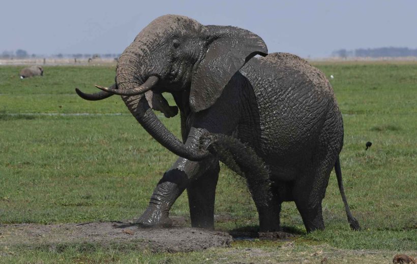 10 Day Tour of Amboseli, Tsavo West, Tsavo East and Diani Beach