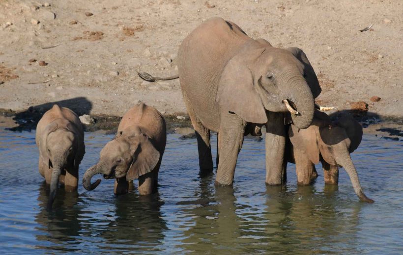 6-Day Safari Adventure: Nairobi - Amboseli - Lake Nakuru - Masai Mara