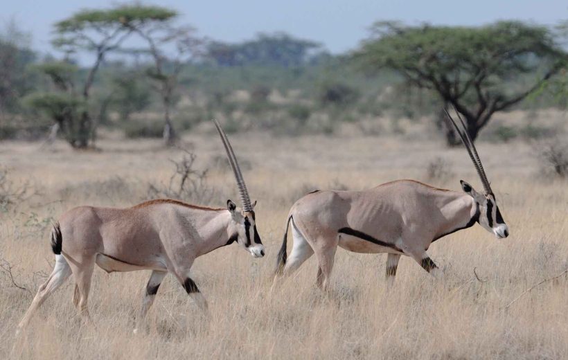 9 Days Nairobi – Samburu – Aberdares – Nakuru – Masai Mara