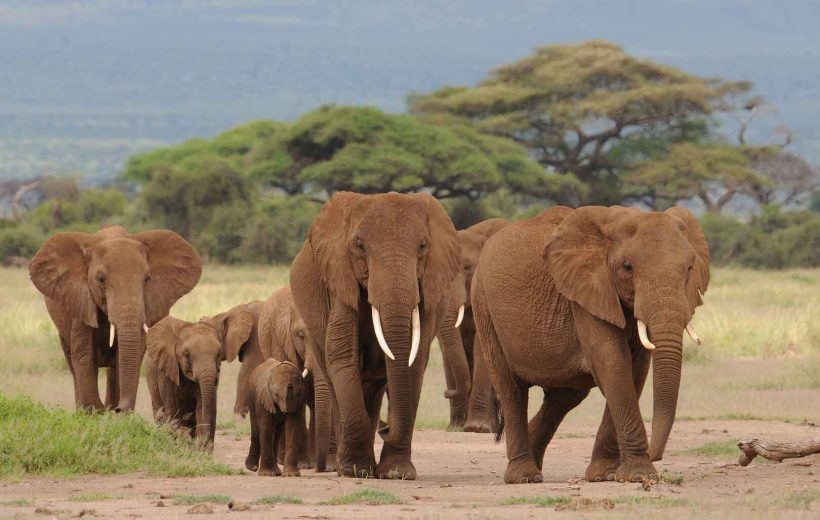 4 Days Masai Mara National Reserve Migration