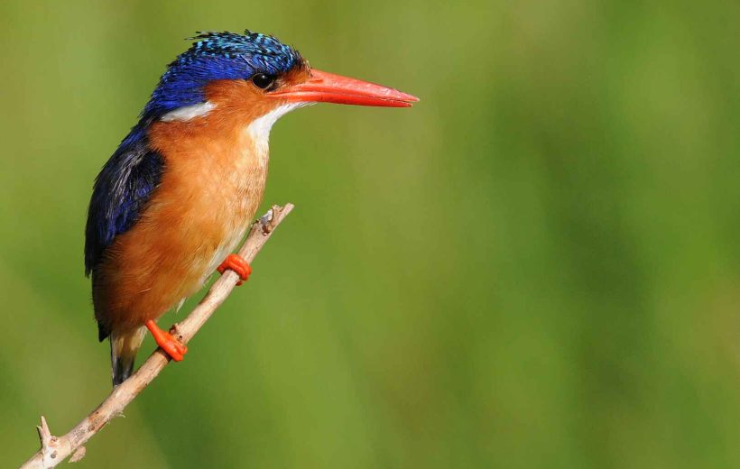 3 Days Queen Elizabeth National Park