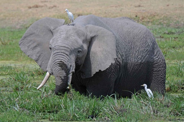 3 Days Best of Tanzania Safari