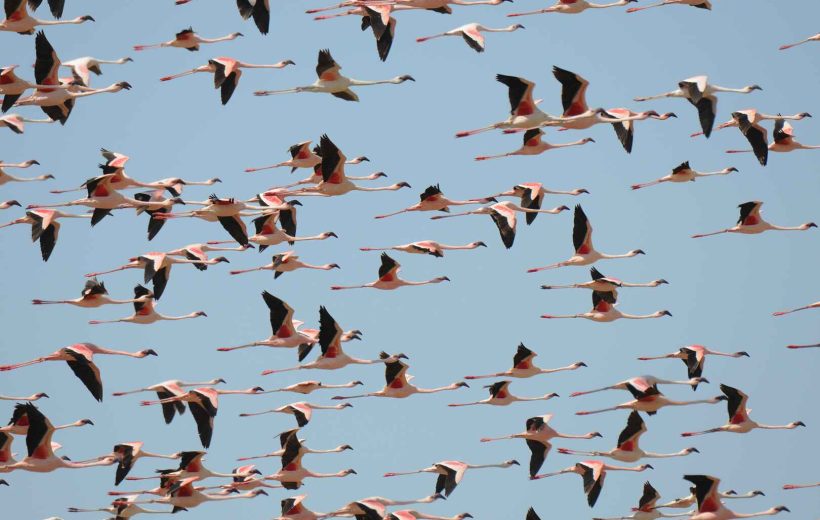 5 Days 4 Nights Nakuru and Masai Mara Safari