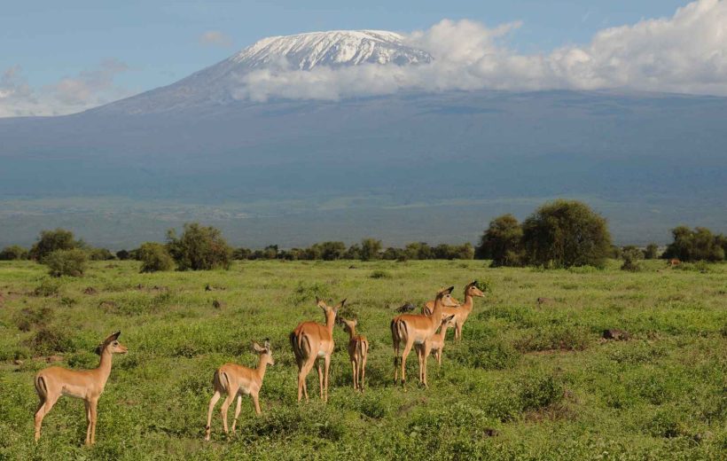 11 Days Kenya Safari from Masai Mara to Diani Beach