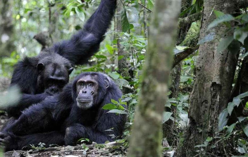 3 Days of Gorilla Trekking